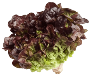 lettuce oak leaves holland freshleaf uae