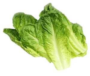 lettuce romaine gcc sanitized freshleaf uae