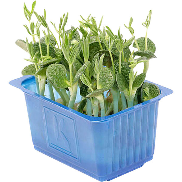 lupine cress uae freshleaf dubai uae