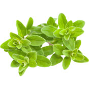 marjoram holland freshleaf dubai uae
