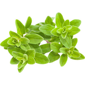 marjoram holland freshleaf dubai uae