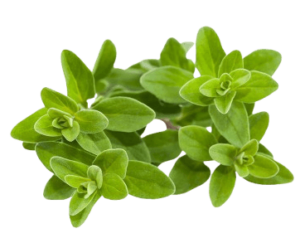 marjoram holland freshleaf uae