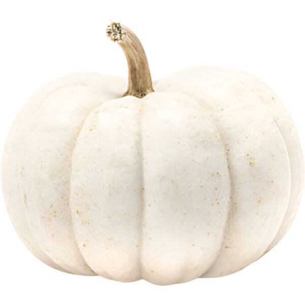 mini white pumpkin usa freshleaf dubai uae