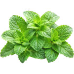 mint leaves loose uae freshleaf dubai uae