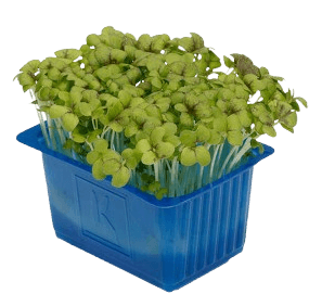 mustard cress freshleaf uae