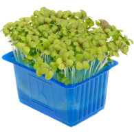mustard cress uae freshleaf dubai uae