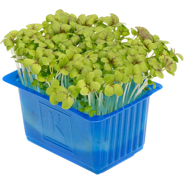 mustard cress uae freshleaf dubai uae