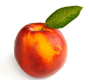 nectarine single in dubai by freshleaf uae