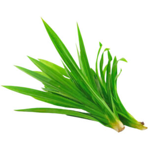 pandan leaves thailand freshleaf dubai uae