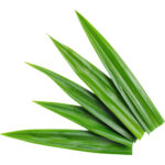 pandan leaves thailand freshleaf dubai uae