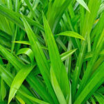 pandan leaves thailand freshleaf dubai uae