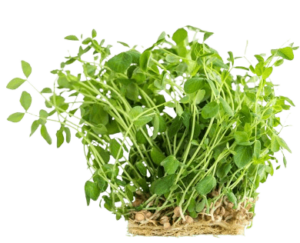 pea shoot cress freshleaf uae