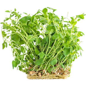 pea shoot cress uae freshleaf dubai uae