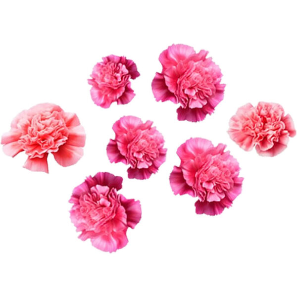 pink dianthus freshleaf dubai uae