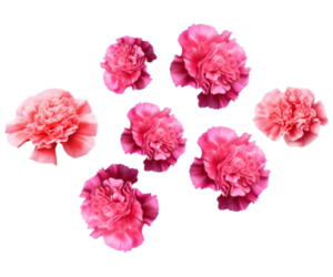 pink dianthus freshleaf uae