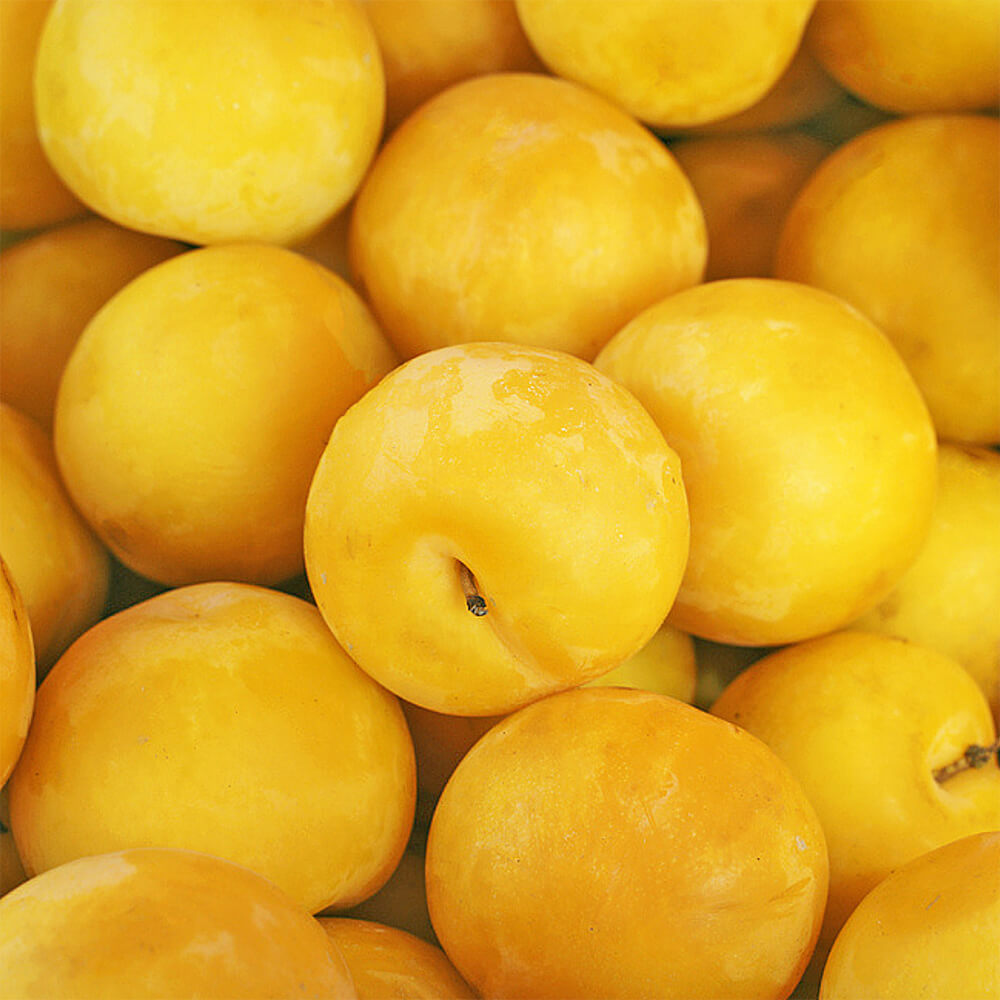 Plums Yellow Fresh Leaf UAE Plums Yellow Fresh Leaf UAE