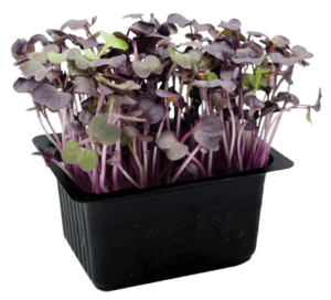 red radish cress freshleaf uae