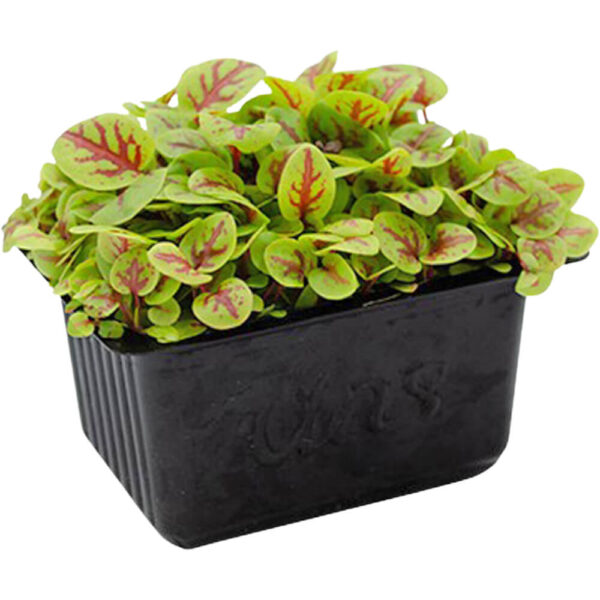 red vein sorrel cress freshleaf dubai uae