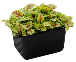 red vein sorrel cress freshleaf uae