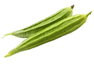 ridge gourd india freshleaf uae