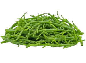 sea asparagus netherlands freshleaf uae