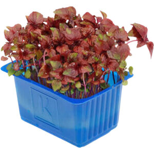 shiso cress purple freshleaf dubai uae