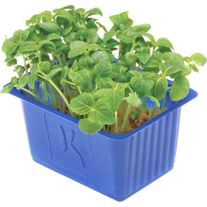 shiso green cress freshleaf dubai uae