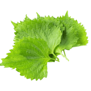 shiso leaves perilla freshleaf uae