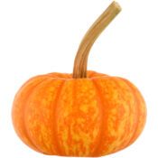 sparkler pumpkin halloween usa freshleaf dubai uae
