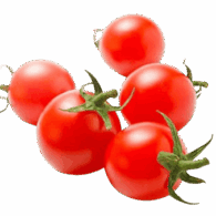 tomato cherry organic freshleaf uae