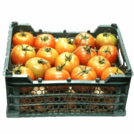tomato green house freshleaf uae