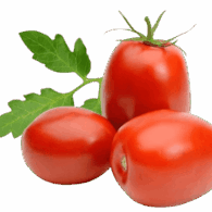 tomato plum roma holland freshleaf uae
