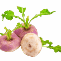 turnip baby south africa freshleaf uae