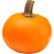wee be little pumpkin freshleaf dubai uae