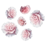 white dianthus freshleaf uae