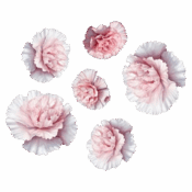 white dianthus freshleaf uae