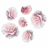 white dianthus freshleaf uae