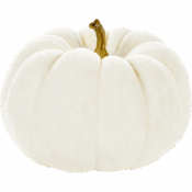 white pie pumpkin freshleaf dubai uae