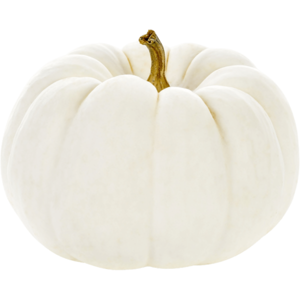 white pie pumpkin freshleaf dubai uae