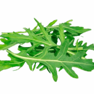 wild rocket sanitized freshleaf uae