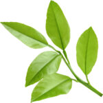 lime leaves with sticks freshleaf dubai uae