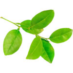 lime leaves with sticks freshleaf dubai uae