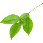 lime leaves with sticks freshleaf dubai uae