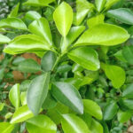 lime leaves with sticks freshleaf dubai uae