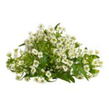 Sweet-Alyssum-Edible-Flowers