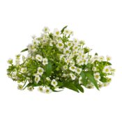 Sweet-Alyssum-Edible-Flowers