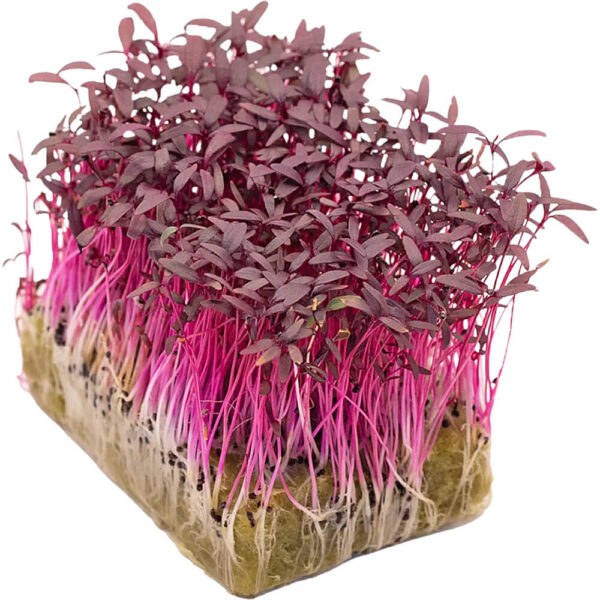 Amaranth - Microgreens Punnet