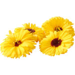 Calendula Edible Flowers - Image 3
