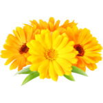 Calendula Edible Flowers - Image 2