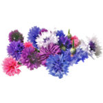 Cornflower Edible Flowers - Image 2